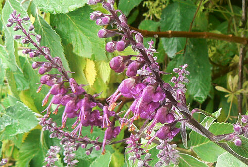 Teucrium image