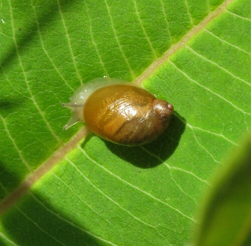 Oval Ambersnail