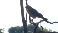 Daptrius chimachima