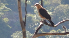 Daptrius chimachima