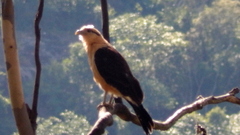 Daptrius chimachima