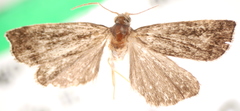 Neodactria