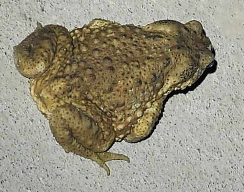 Asiatic Toad