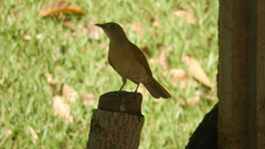 Turdus leucomelas