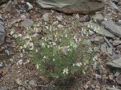 Nemesia fruticans
