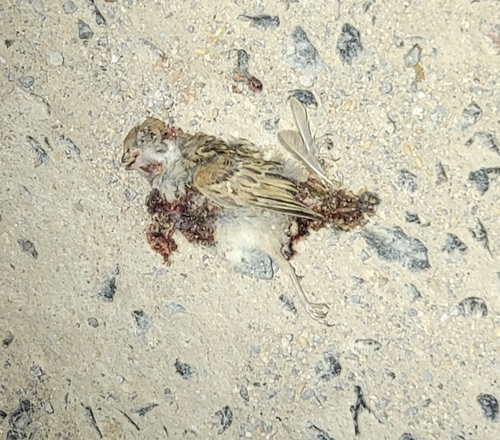 Eurasian Tree Sparrow