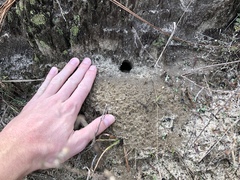 Peromyscus polionotus