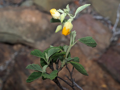Hermannia althaeifolia