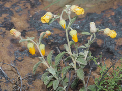 Hermannia althaeifolia