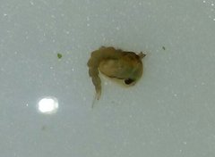 Aedes vexans