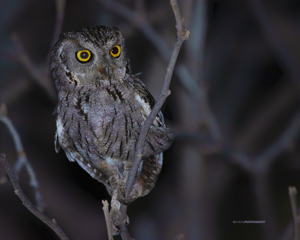 Western Screech-Owl (Xantus's)