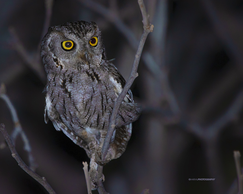 Western Screech-Owl (Xantus's)