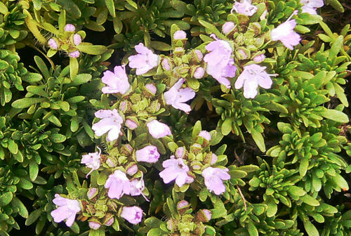 Thymus caespititius image