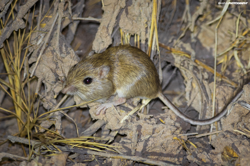 Baja California Pocket Mouse