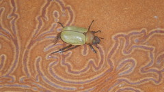 Pelidnota sordida