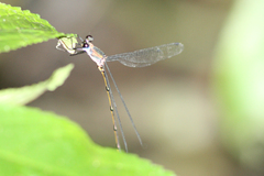 Synlestes selysi