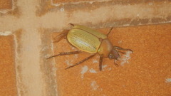 Pelidnota sordida