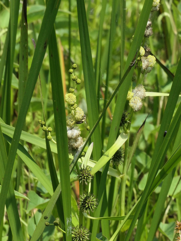 big bur-reed from Fort Frederick State Park, Washington County, MD, USA ...