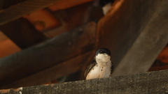 Pygochelidon cyanoleuca