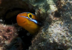 Plagiotremus ewaensis