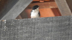 Pygochelidon cyanoleuca