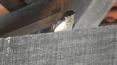 Pygochelidon cyanoleuca