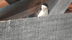 Pygochelidon cyanoleuca