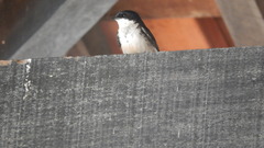 Pygochelidon cyanoleuca