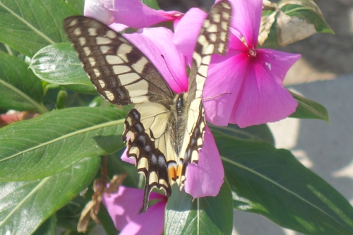 Old World Swallowtail