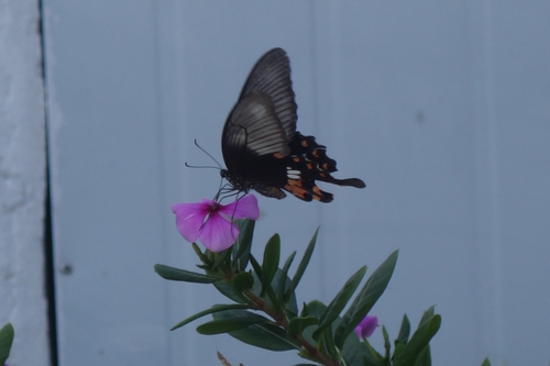 Common Mormon Swallowtail