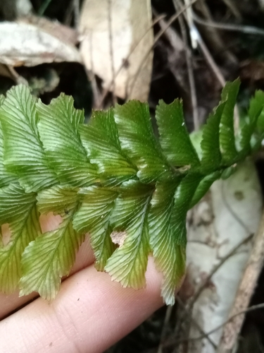 Cephalomanes