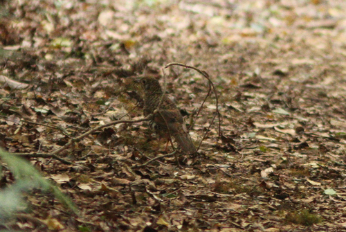 Zoothera heinei