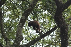 Alouatta guariba