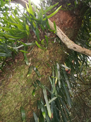 Pyrrosia confluens