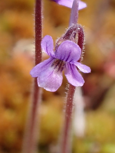 Pinguicula villosa