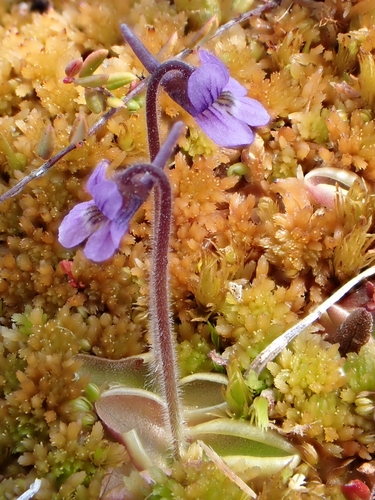 Pinguicula villosa