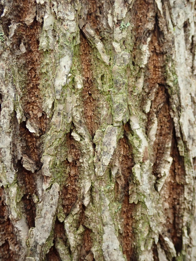 Psoroglaena dictyospora