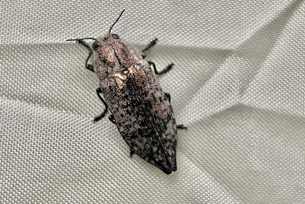 Poecilonota thureura