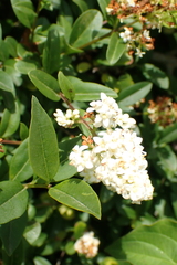 Gewöhnlicher Liguster (Ligustrum vulgare): Herkunft und Verwendung — Foto 3