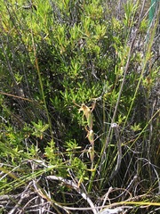 Lyperanthus serratus