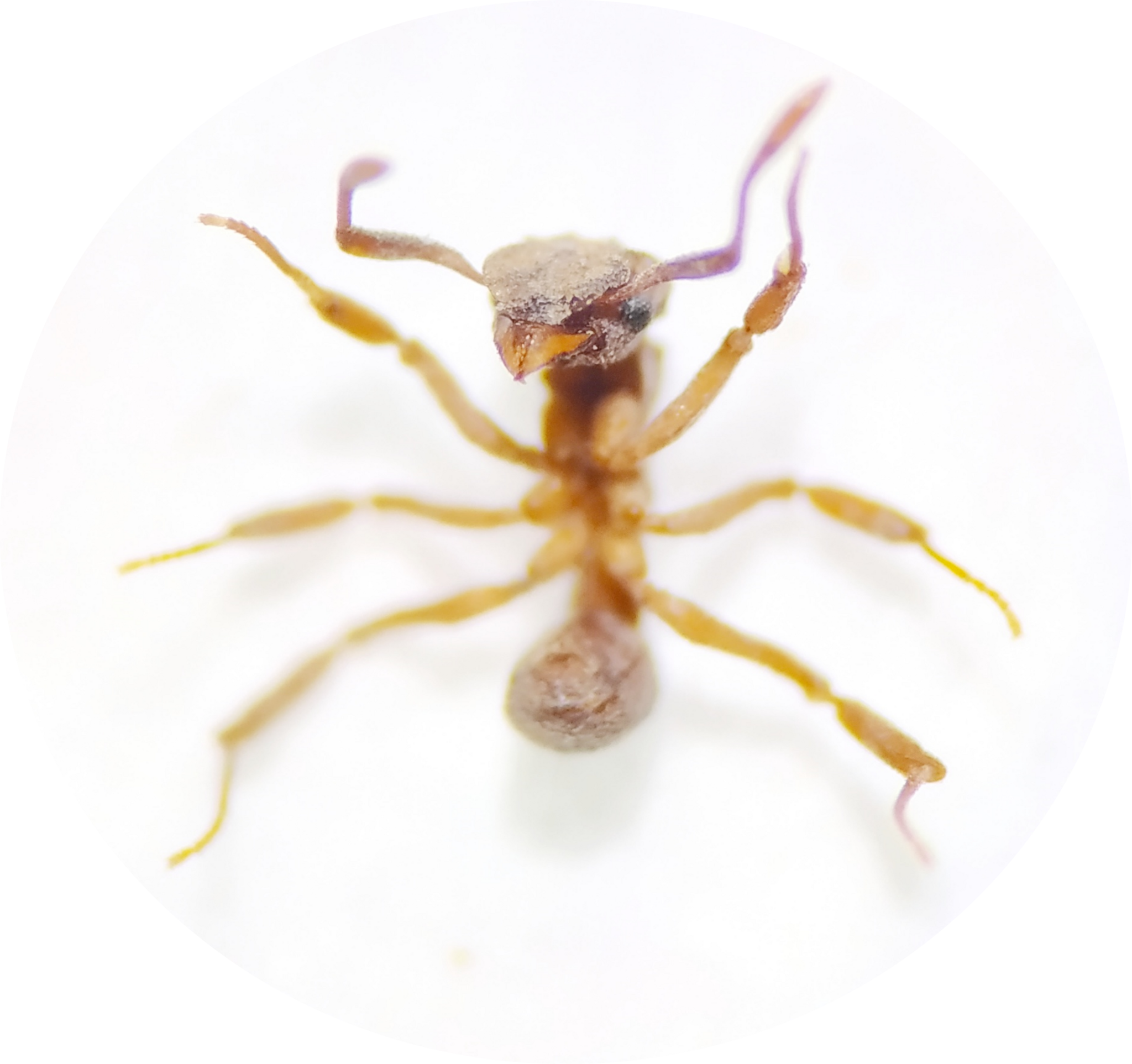 Cyphomyrmex laevigatus