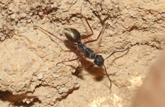 Camponotus suffusus bendigensis