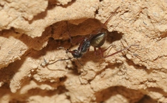 Camponotus suffusus bendigensis
