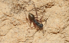 Camponotus suffusus bendigensis