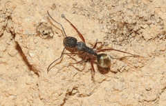 Camponotus suffusus bendigensis
