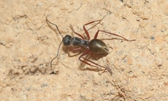 Camponotus suffusus bendigensis