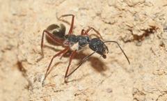 Camponotus suffusus bendigensis