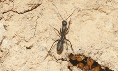Camponotus nigroaeneus