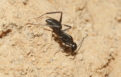Camponotus nigroaeneus