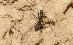 Camponotus nigroaeneus